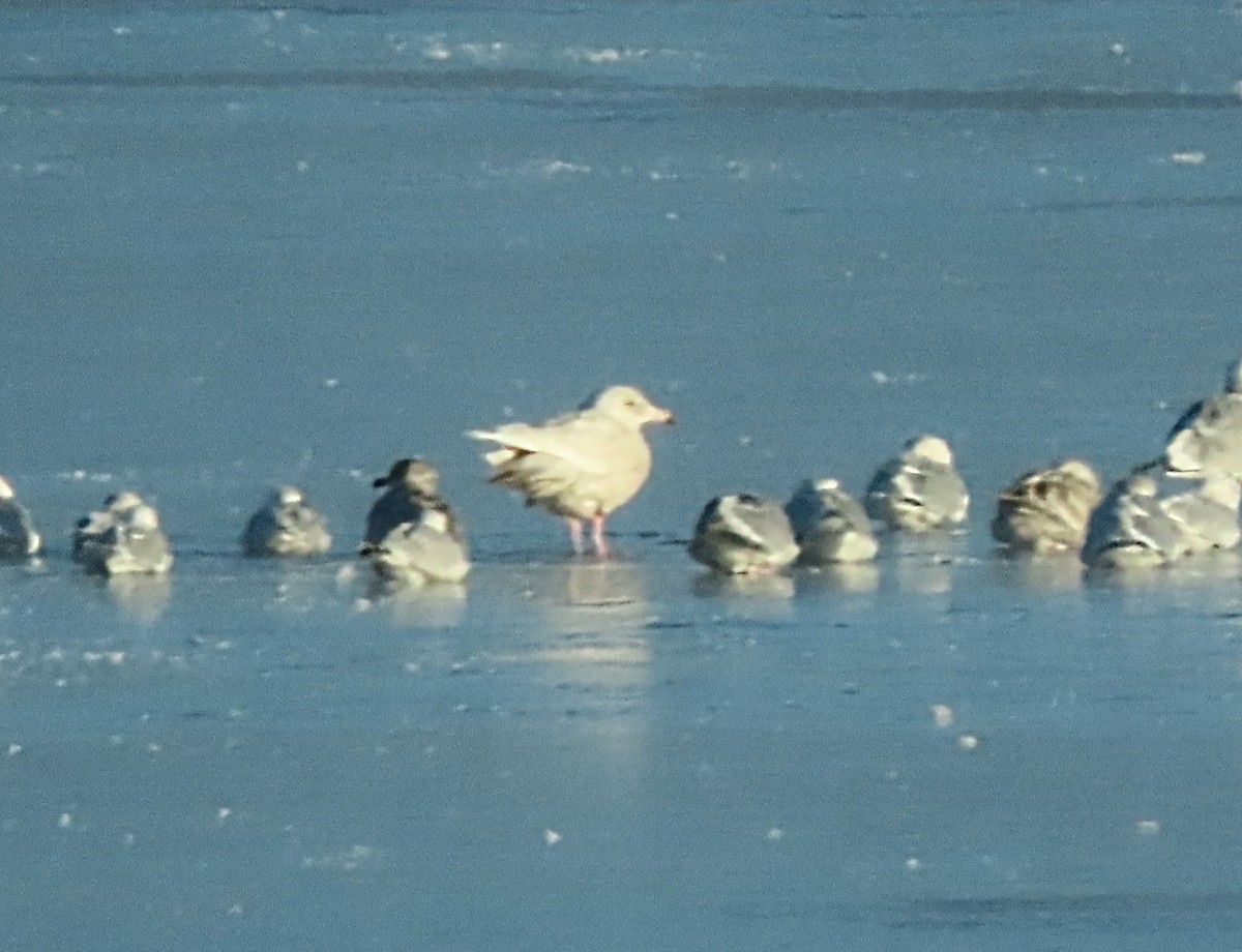 Glaucous Gull - ML613564902