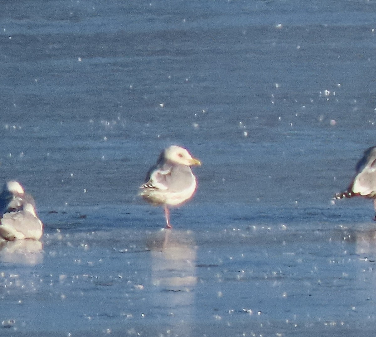 Gaviota Groenlandesa (thayeri) - ML613564915