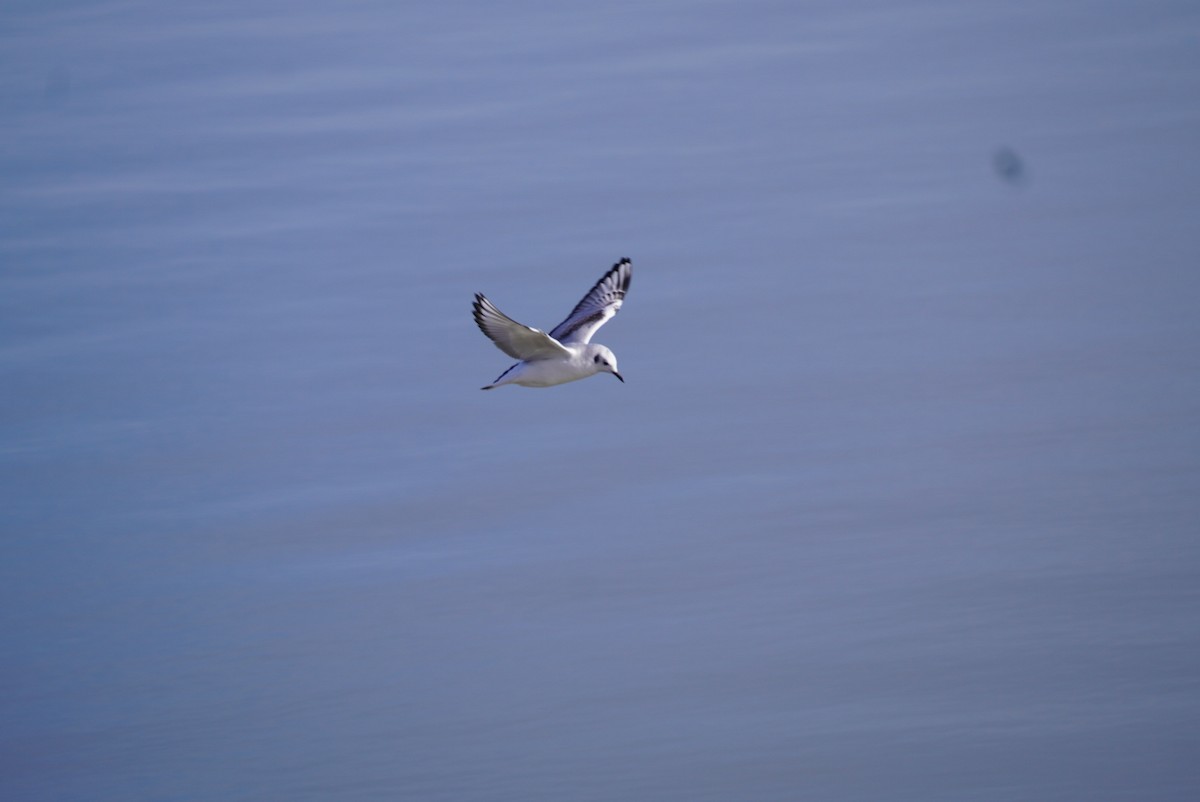 Mouette de Bonaparte - ML613564930