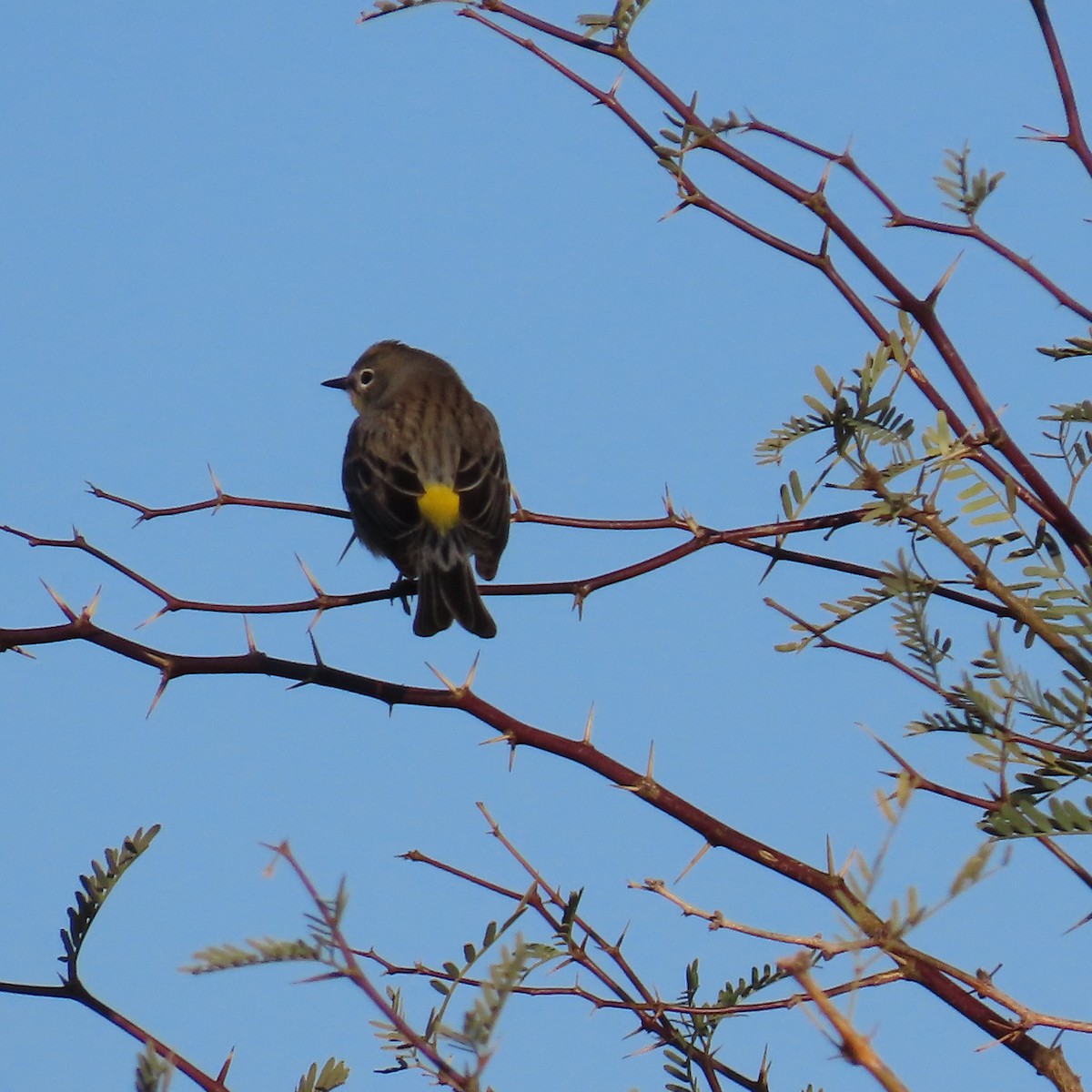 Yellow-rumped Warbler (Audubon's) - ML613564944