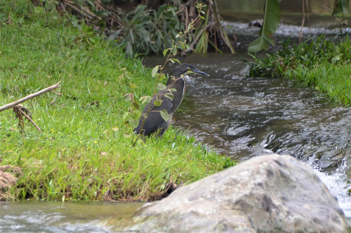 Fasciated Tiger-Heron - ML613564954