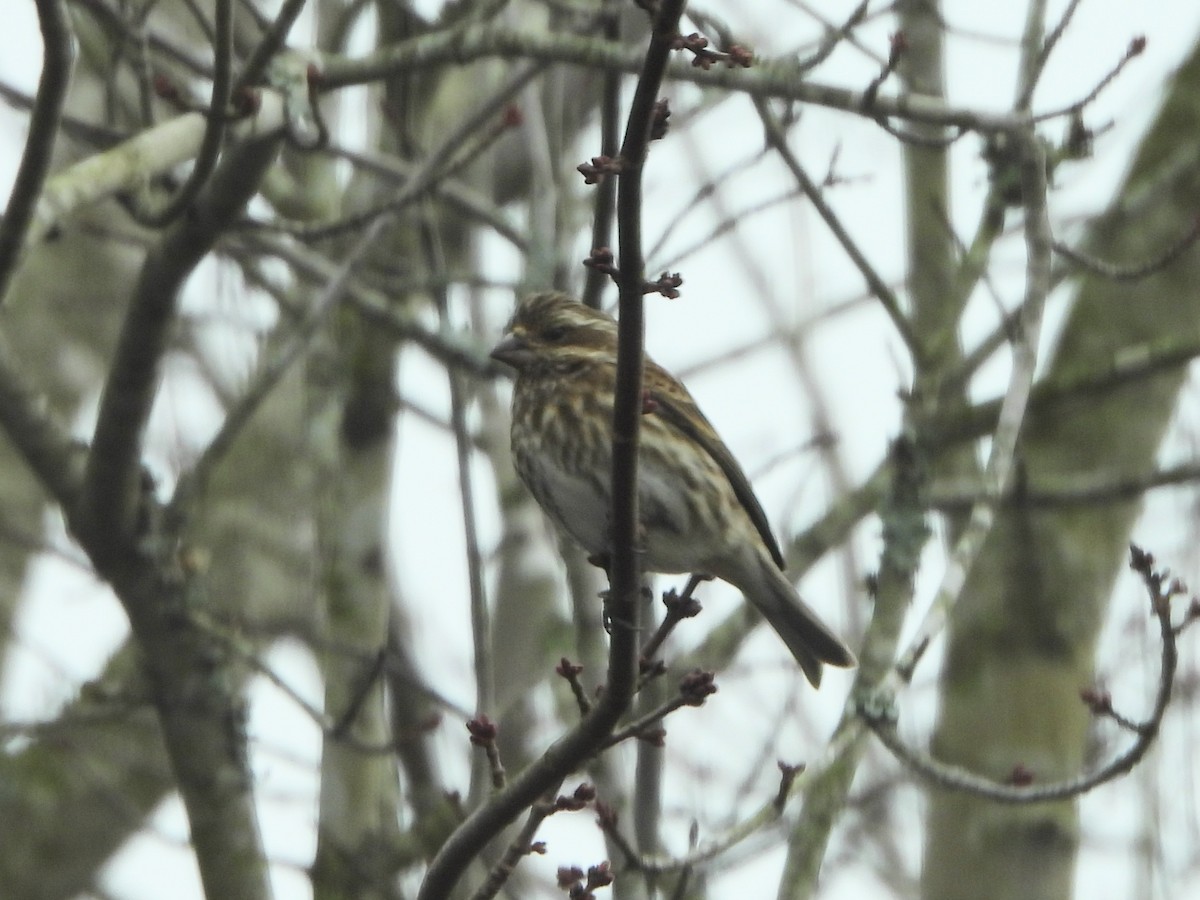 Purple Finch - ML613565010