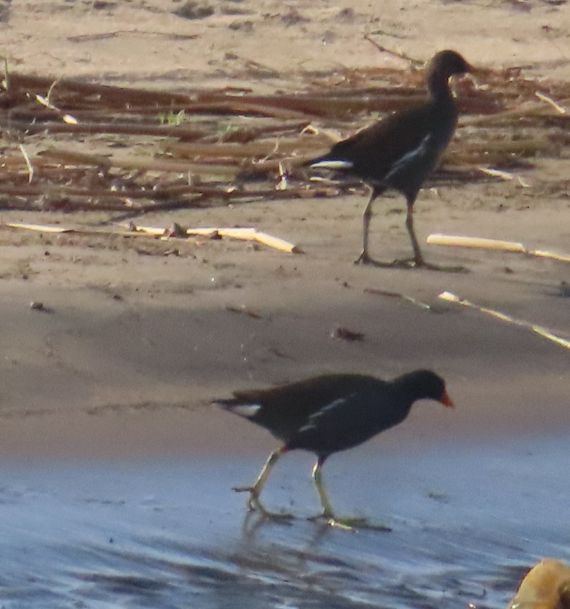 Eurasian Moorhen - ML613565026