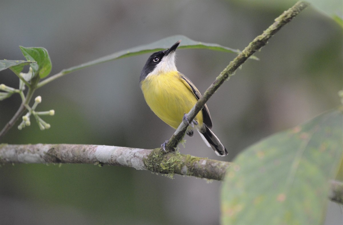 Common Tody-Flycatcher - Ana Vanegas