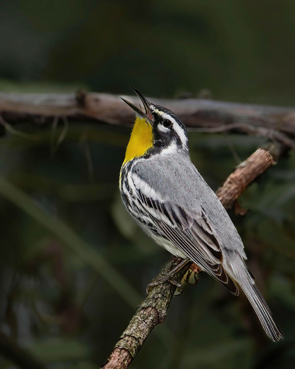 Yellow-throated Warbler - Brian Smith