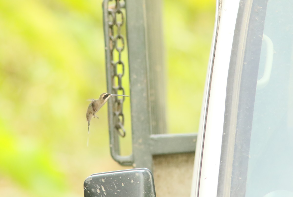 kolibřík světlebřichý - ML613565134