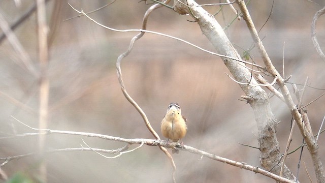 Troglodyte de Caroline - ML613565160