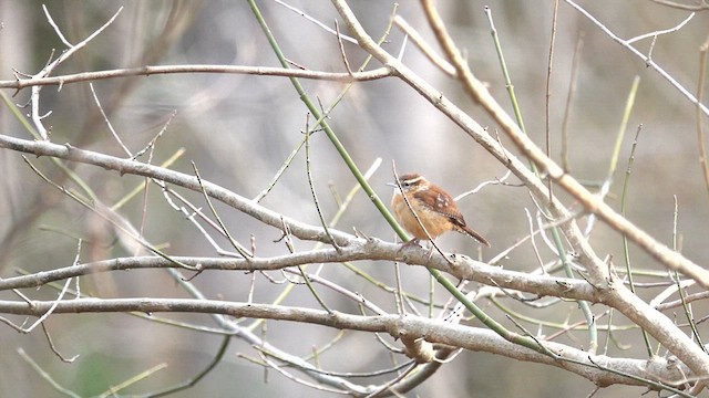 Troglodyte de Caroline - ML613565161
