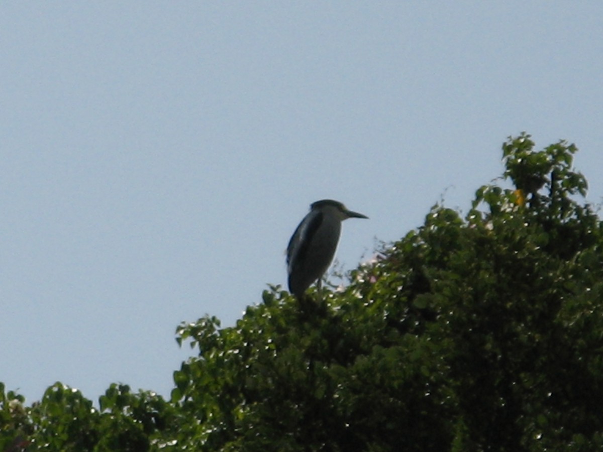 Black-crowned Night Heron - ML61356521