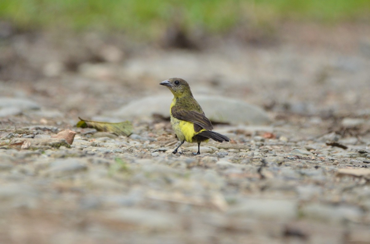 Flame-rumped Tanager (Lemon-rumped) - ML613565226