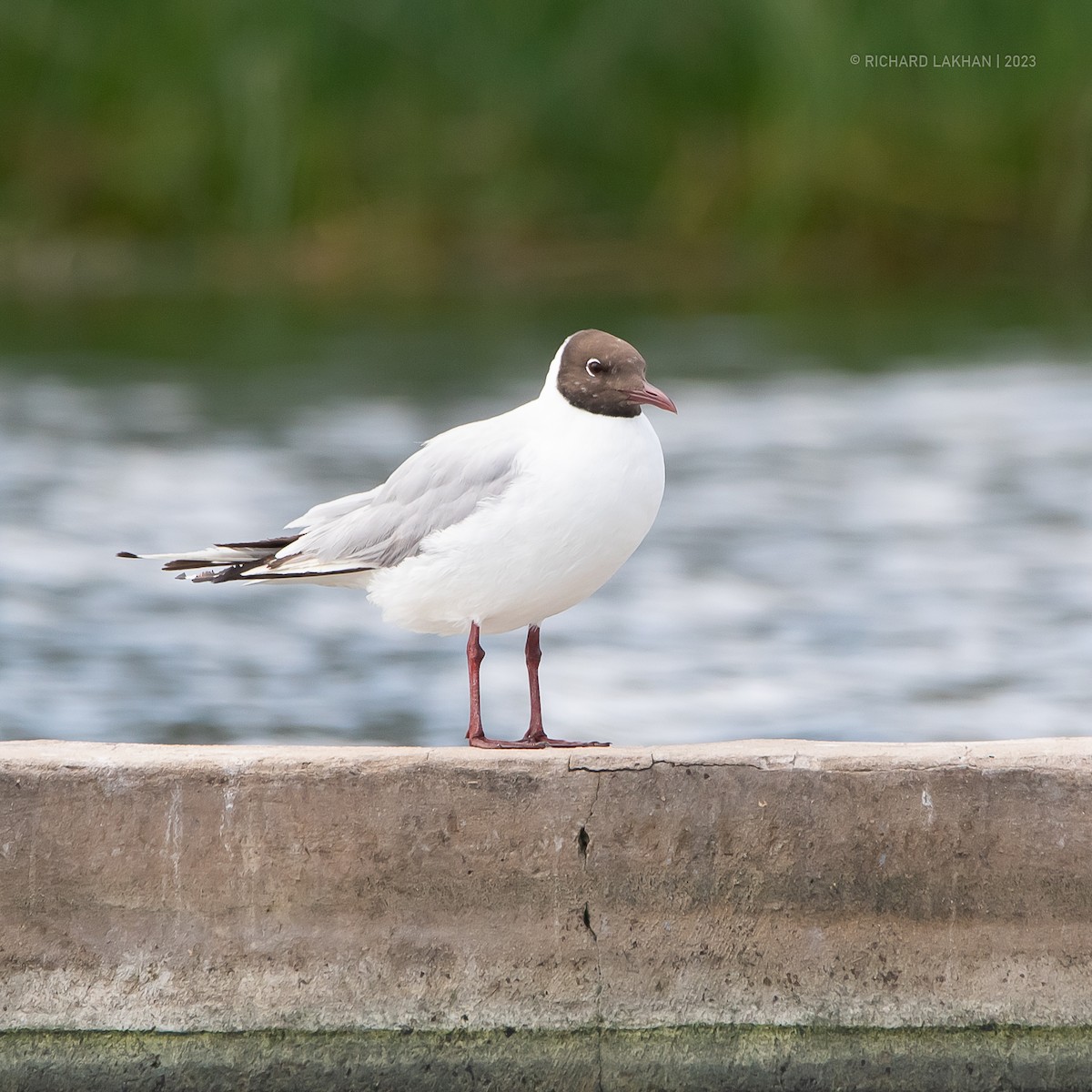 Black-headed Gull - ML613565253