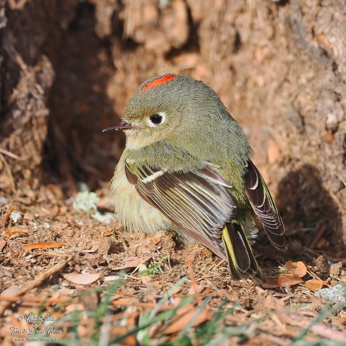 Ruby-crowned Kinglet - Terri Norris