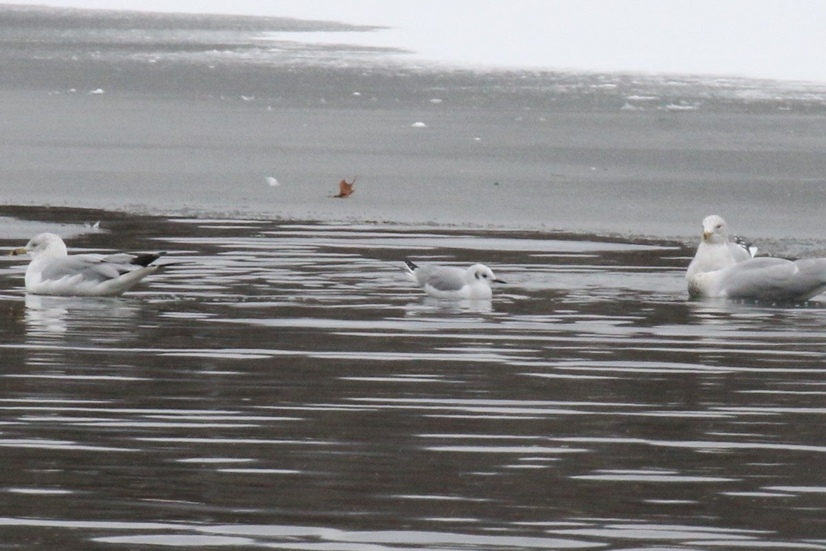 Bonaparte's Gull - ML613565261