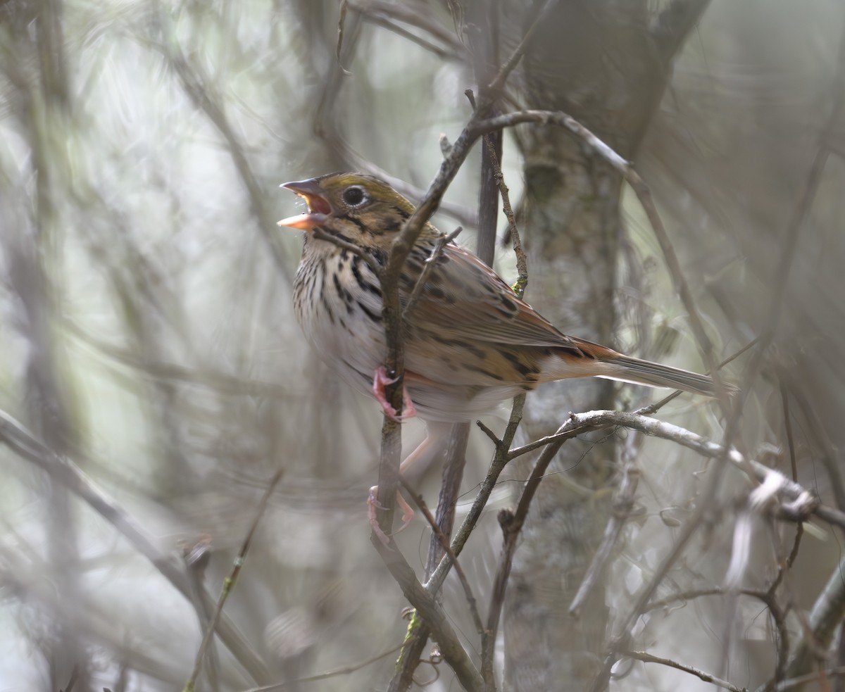 Henslow's Sparrow - ML613565275