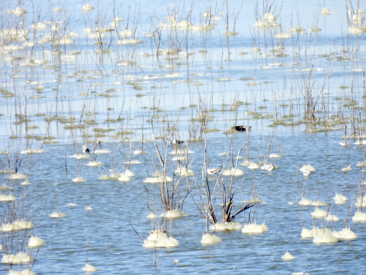 American Avocet - Christopher Daniels