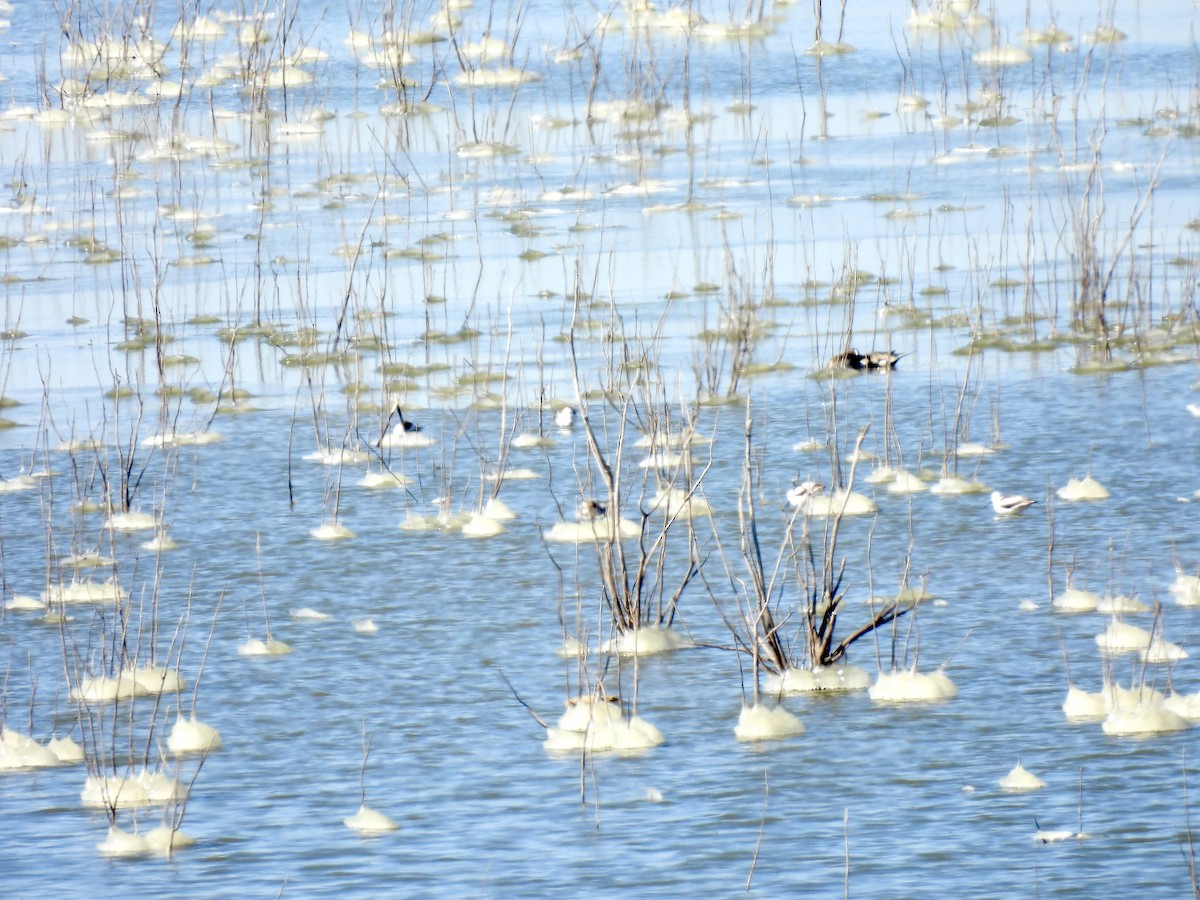 American Avocet - Christopher Daniels