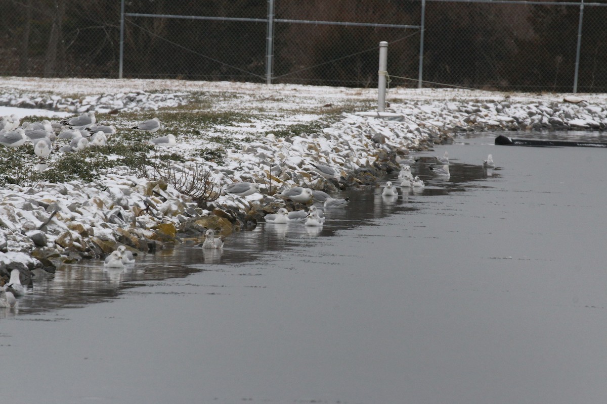 Ring-billed Gull - ML613565287