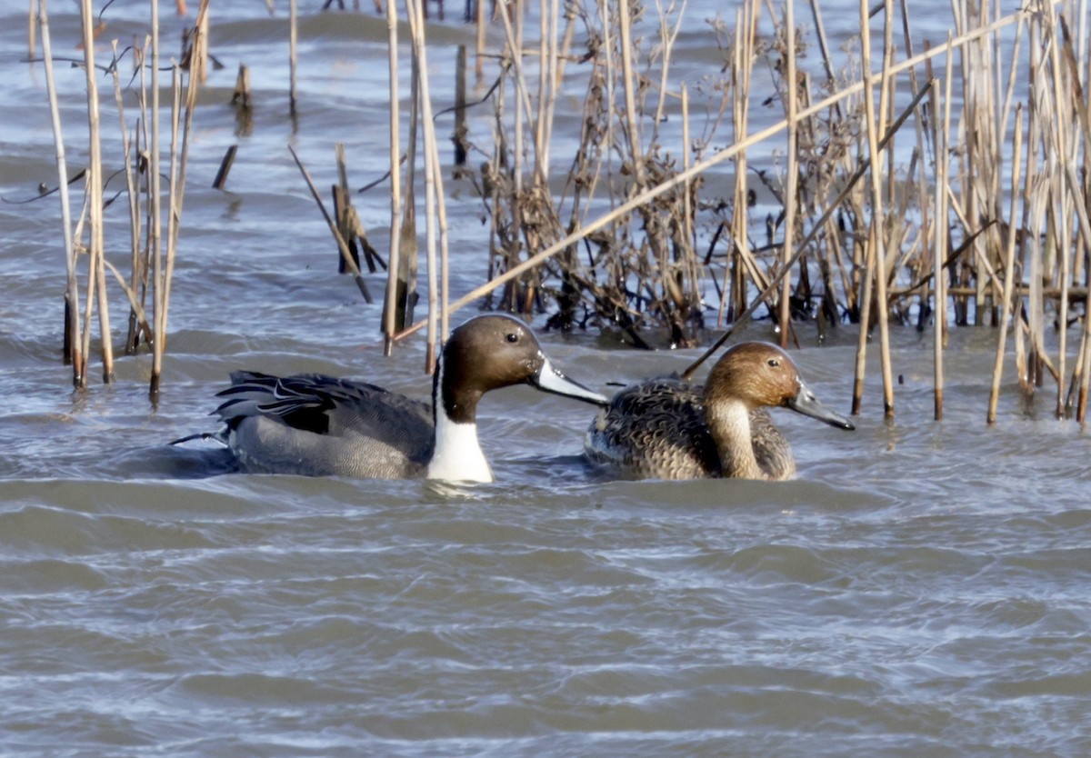 Northern Pintail - ML613565289