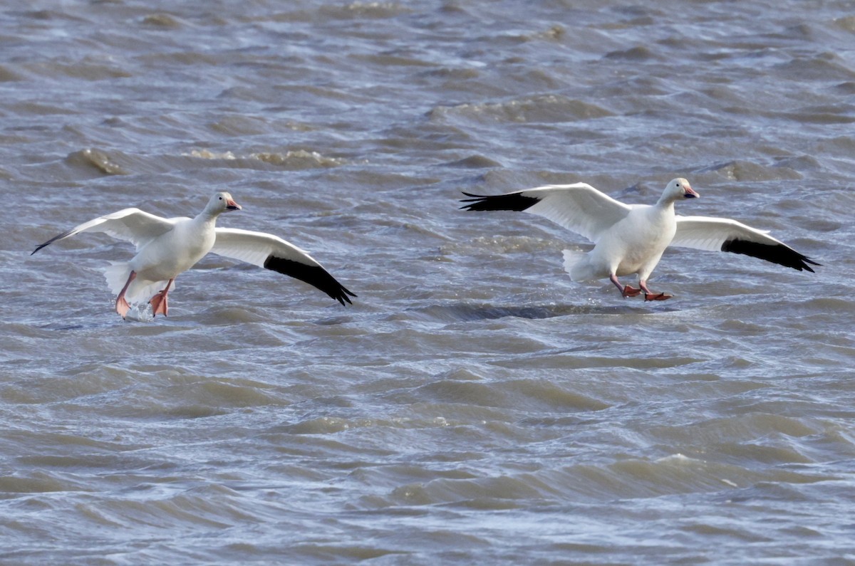 Snow Goose - ML613565299