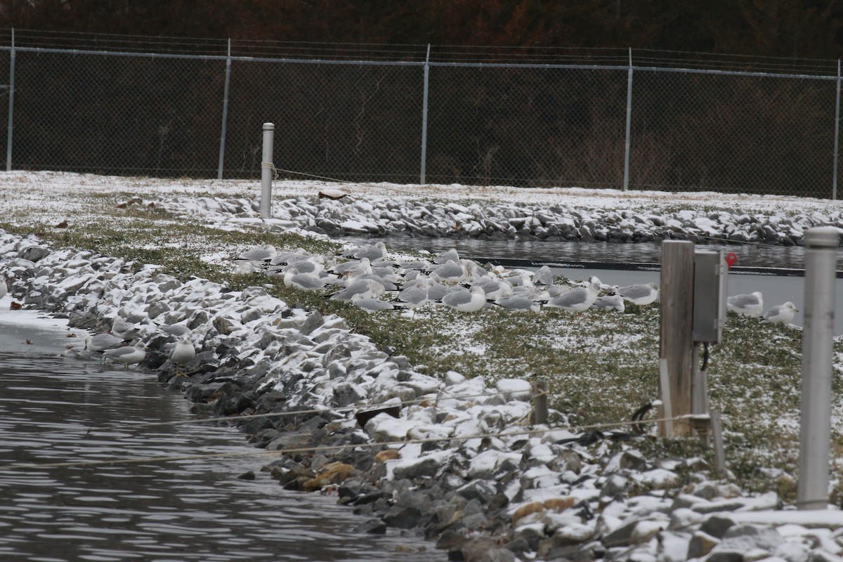 Ring-billed Gull - ML613565302