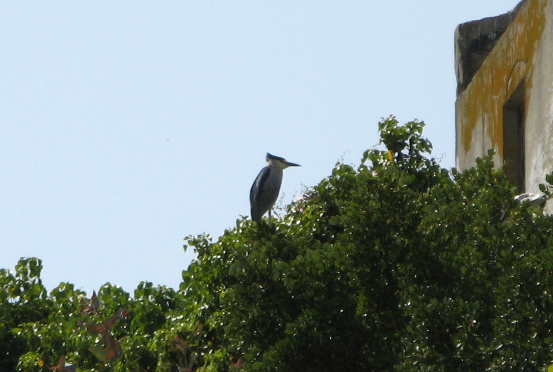 Black-crowned Night Heron - ML61356531