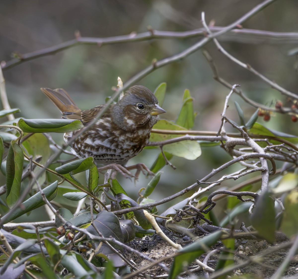 Fox Sparrow - Marisa Hernandez