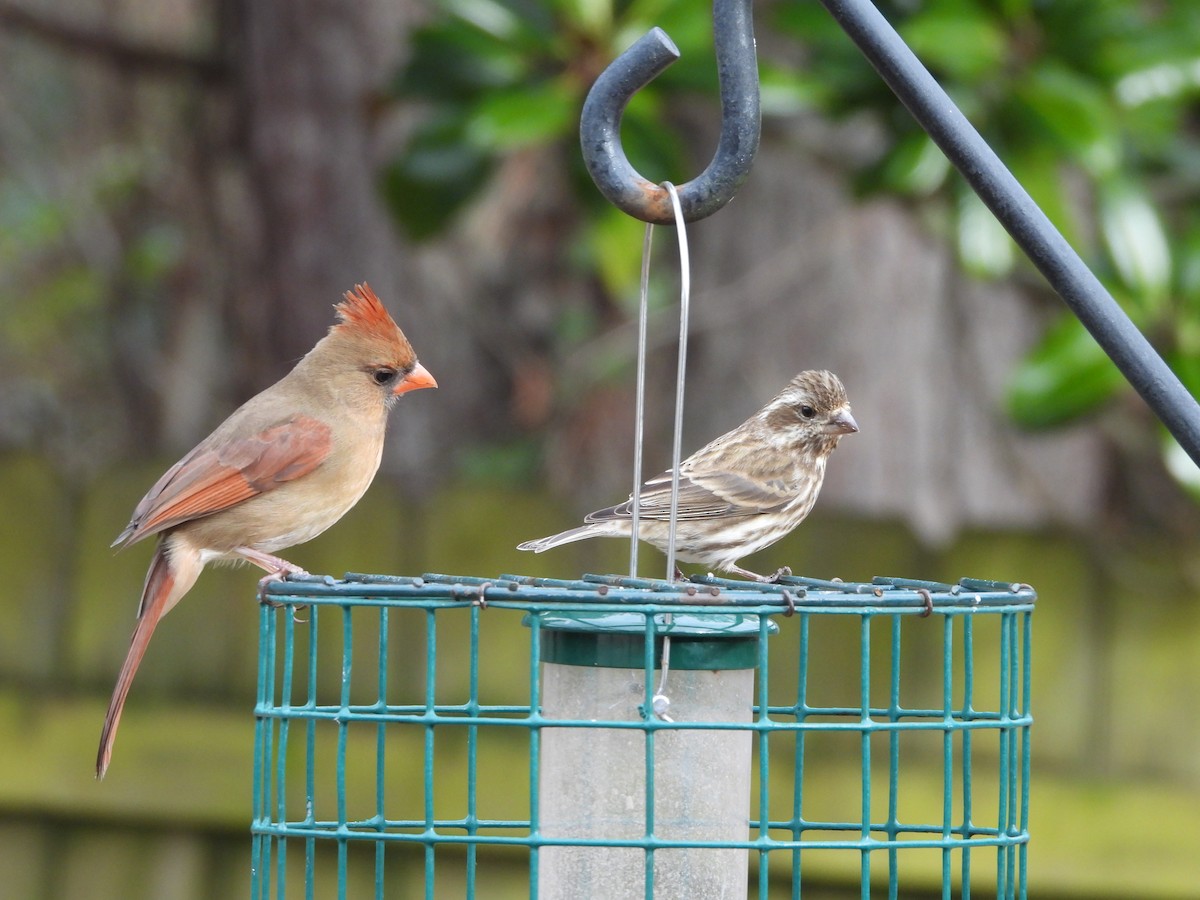 Purple Finch - ML613565322