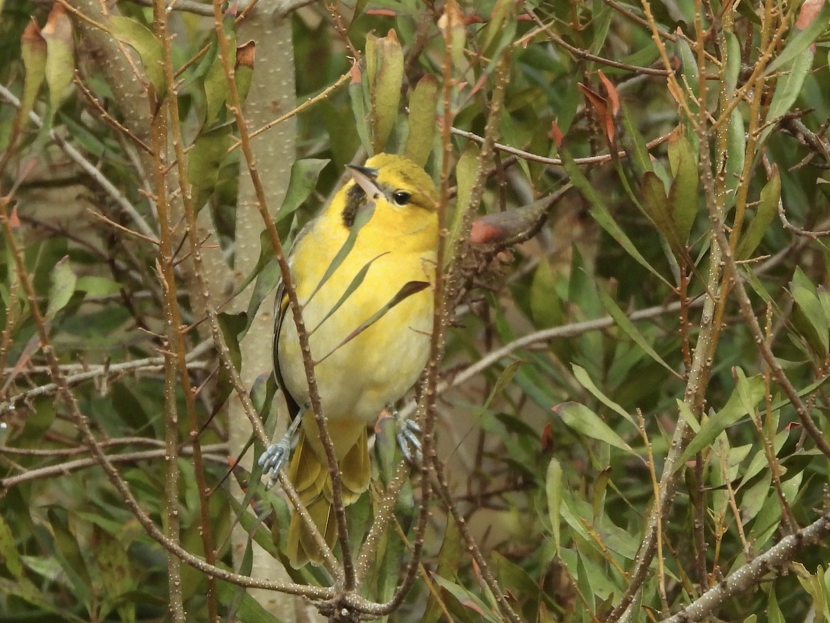 Bullock's Oriole - Karen & Tom Beatty