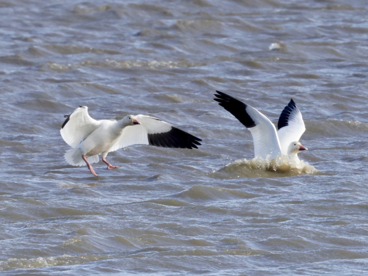 Snow Goose - ML613565339