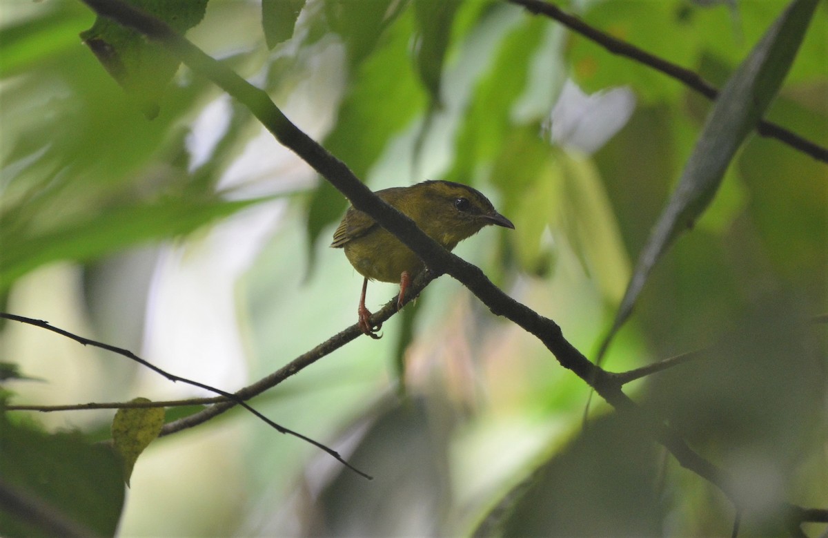 Reinita Ventridorada (chlorophrys) - ML613565341