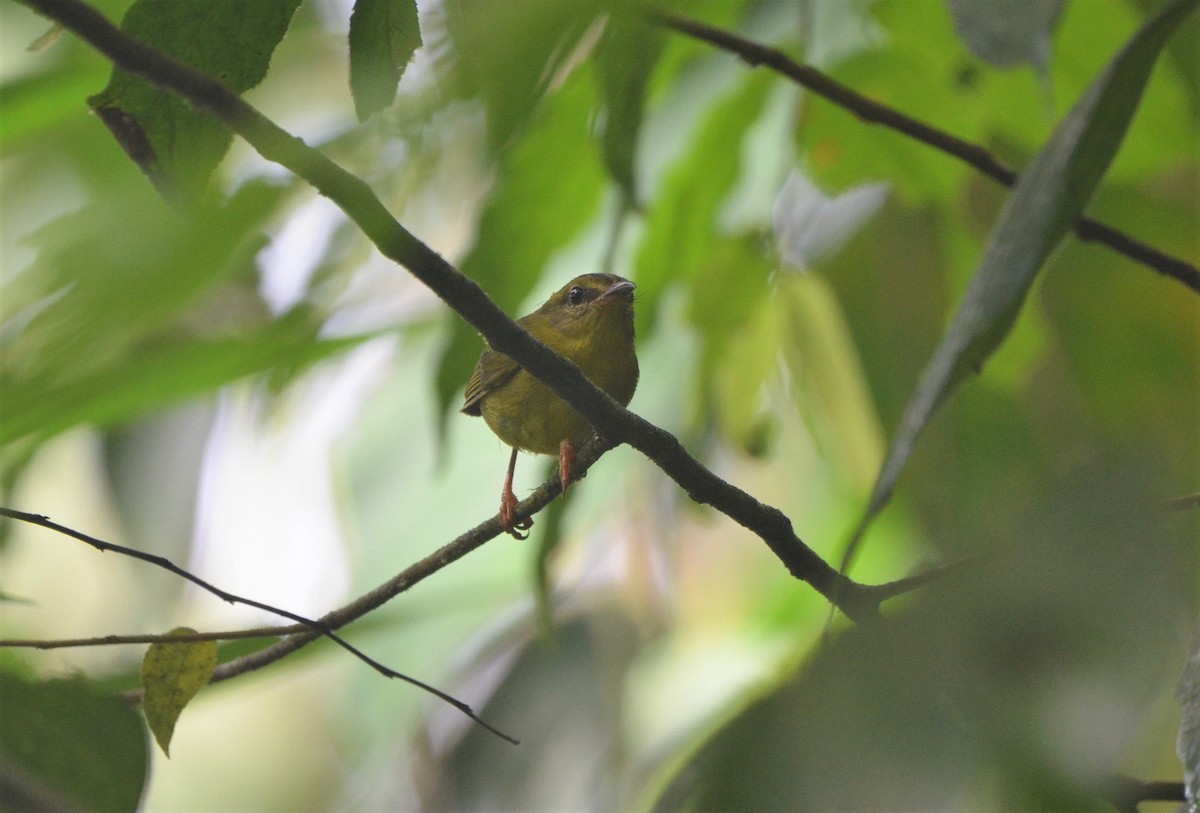 Reinita Ventridorada (chlorophrys) - ML613565343