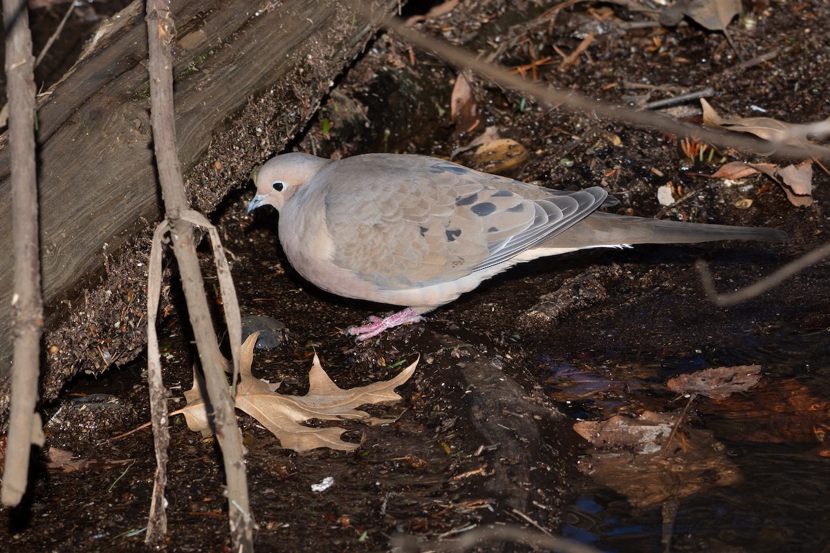 Mourning Dove - ML613565456