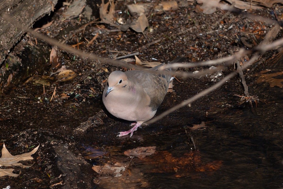 Mourning Dove - ML613565457