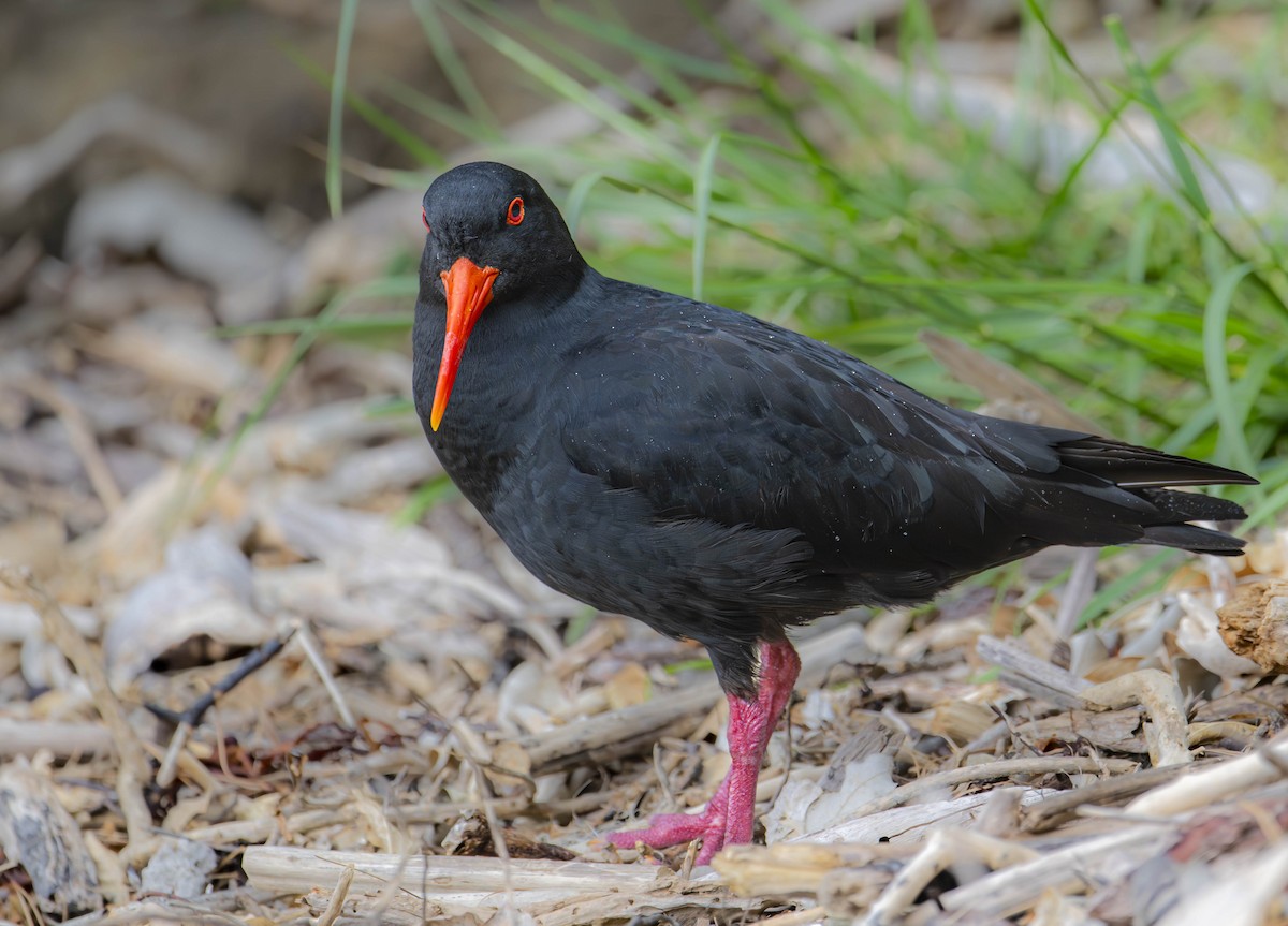 Variable Oystercatcher - William Richards
