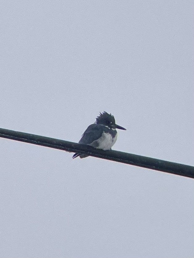 Belted Kingfisher - ML613565593