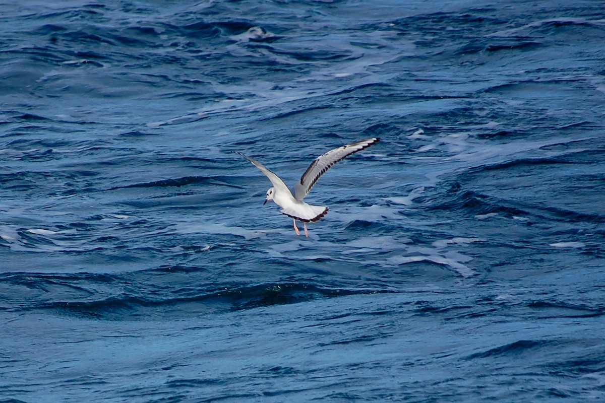 Bonaparte's Gull - ML613565603