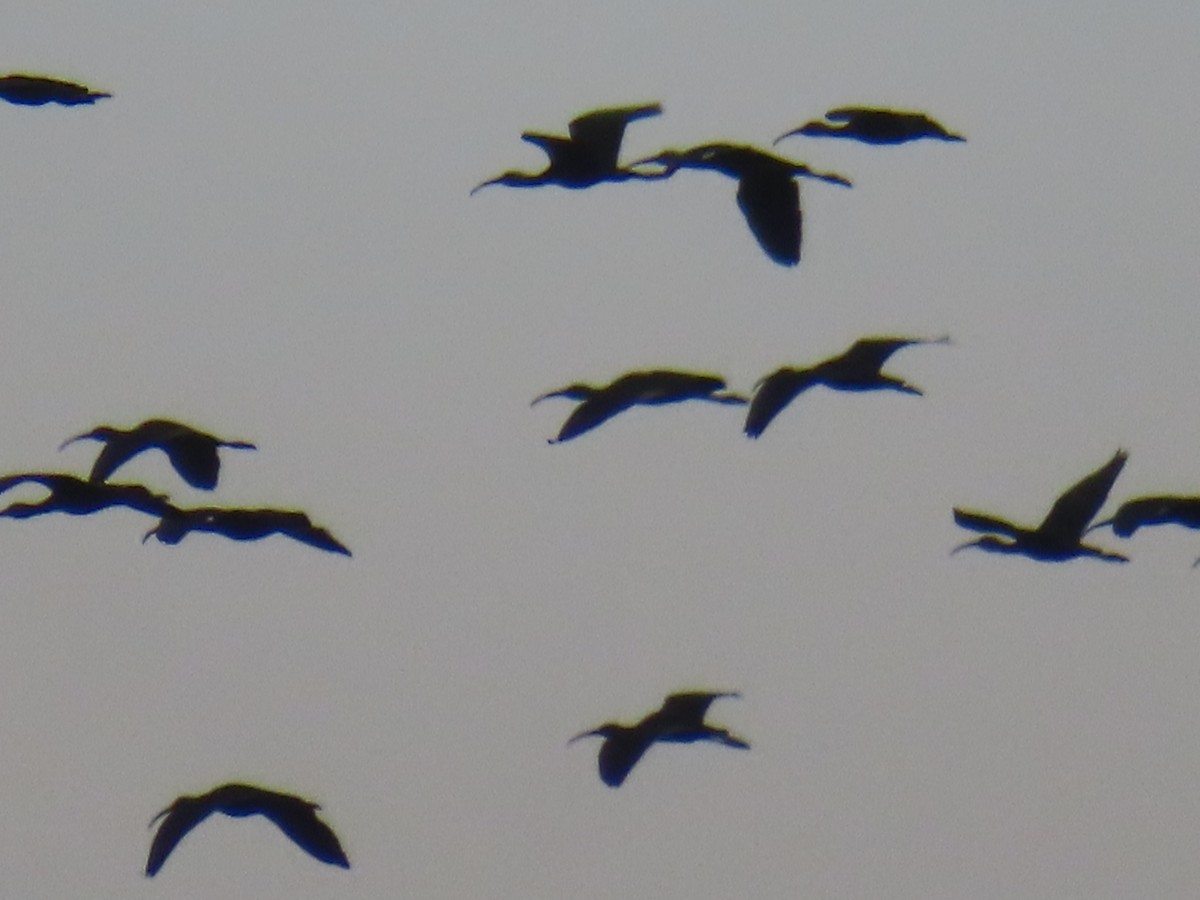 ibis hnědý - ML613565709