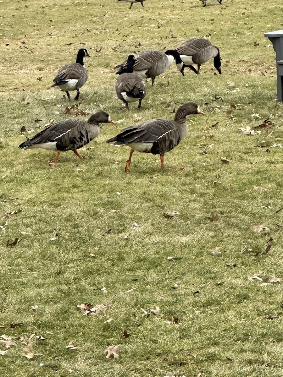 Greater White-fronted Goose - Anonymous