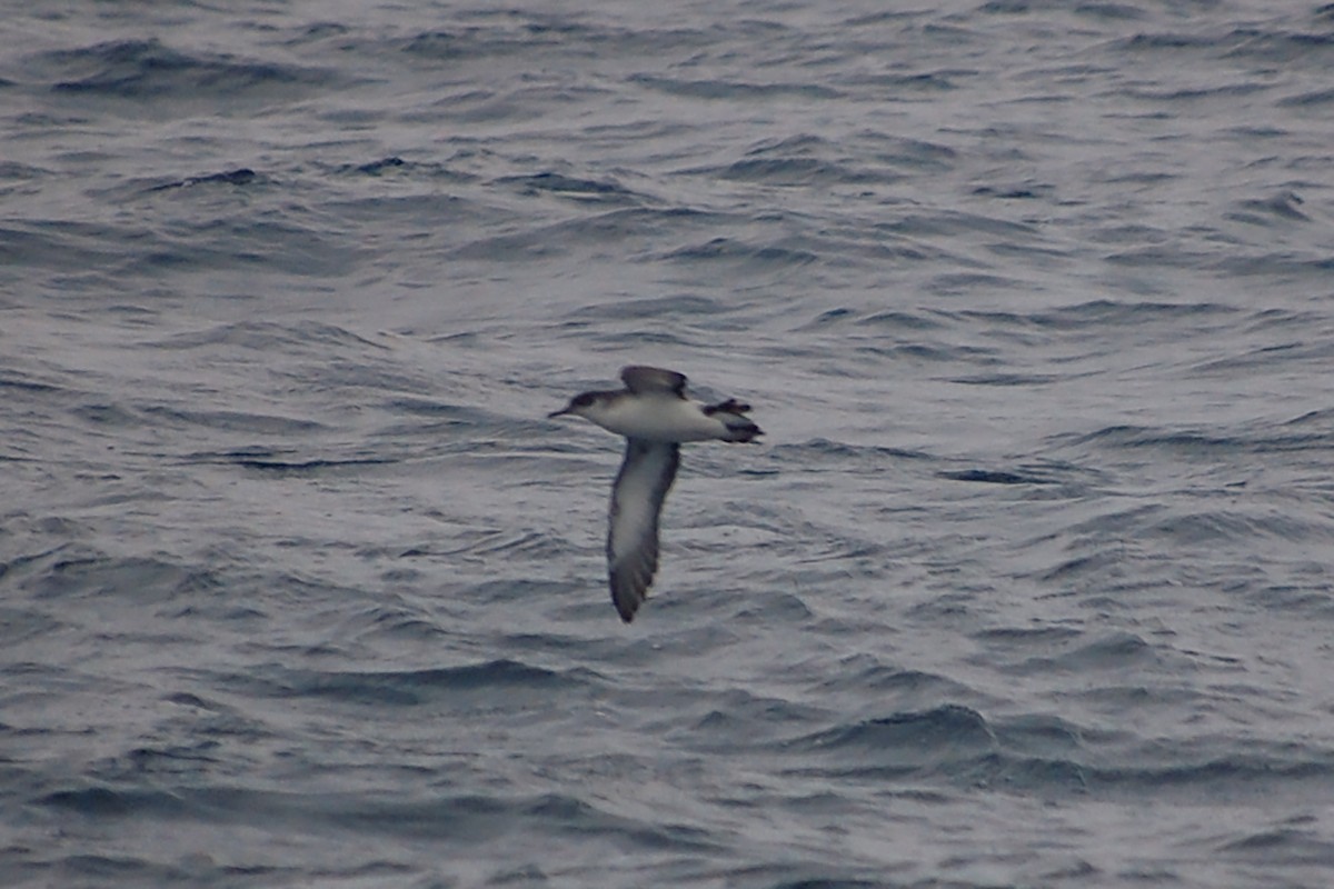 Manx Shearwater - ML613565762