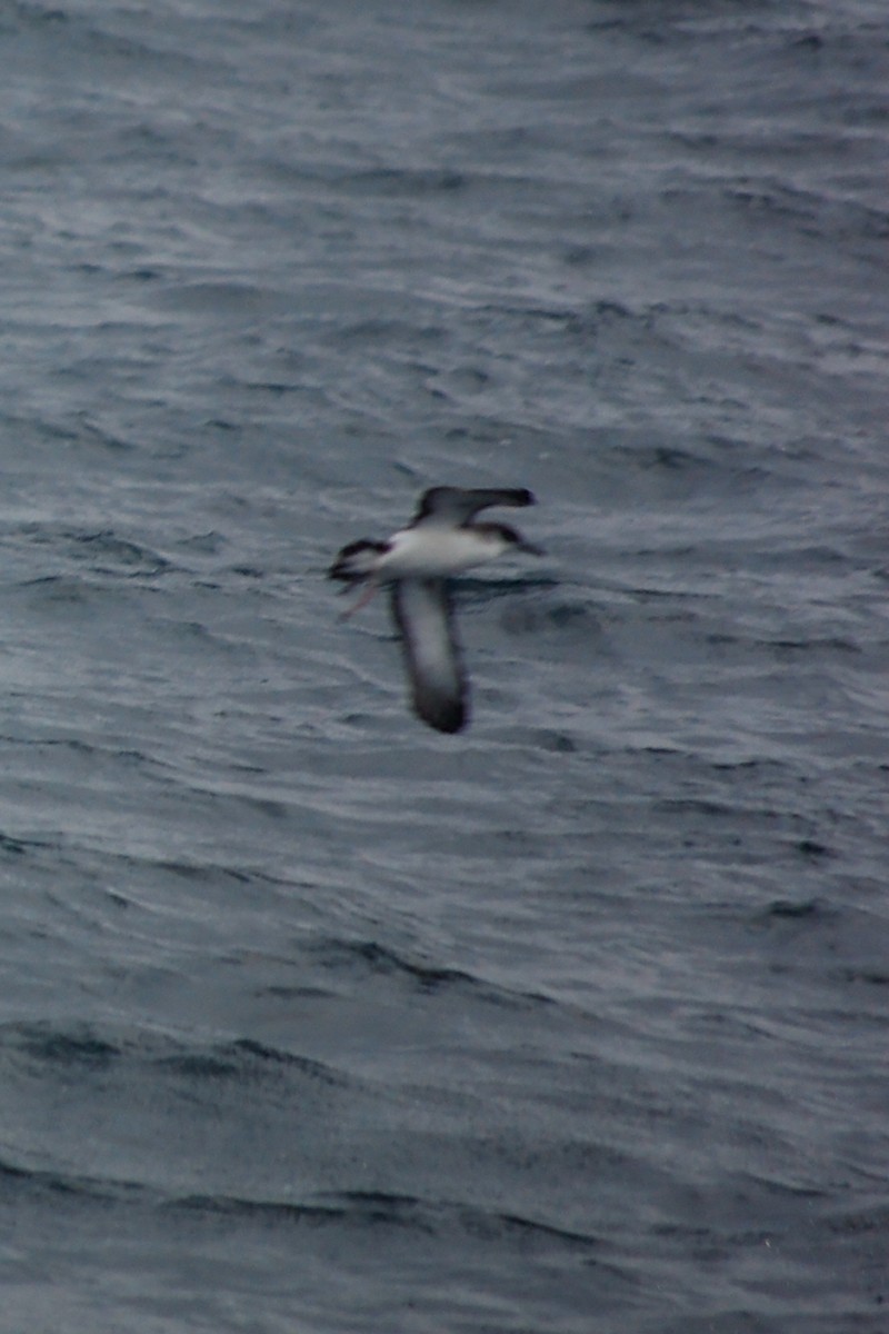 Manx Shearwater - ML613565763