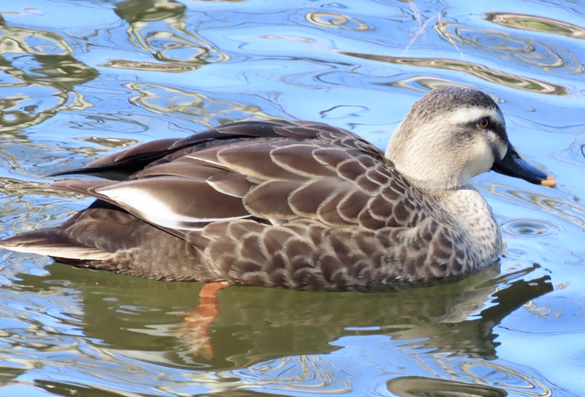 Eastern Spot-billed Duck - ML613565911
