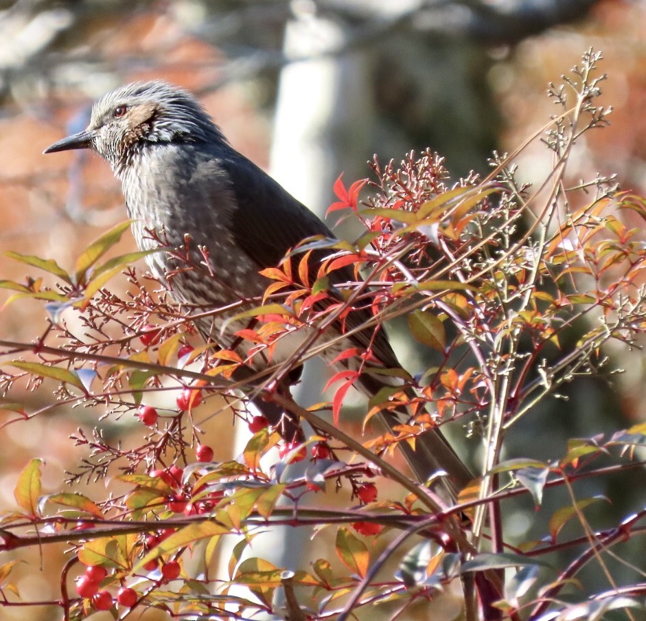 Brown-eared Bulbul - ML613565929