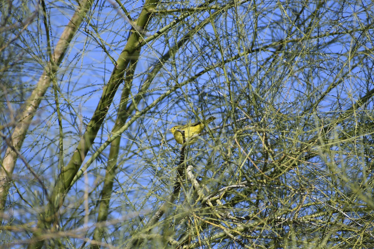 Yellow Warbler - ML613565953