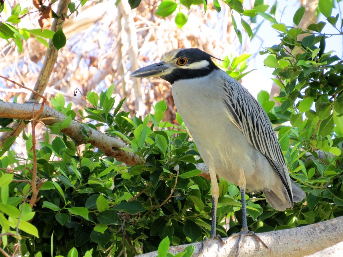 Yellow-crowned Night Heron - ML613565980