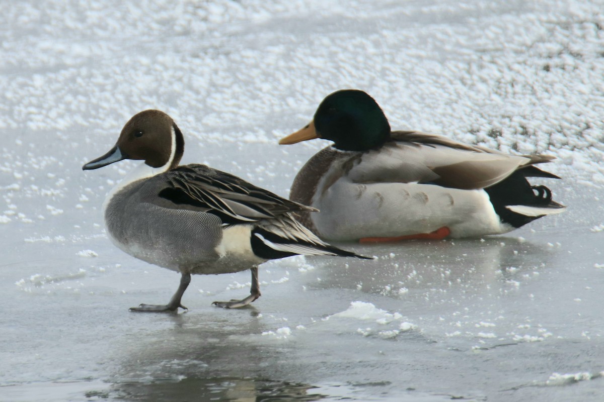 Northern Pintail - Tom Colin
