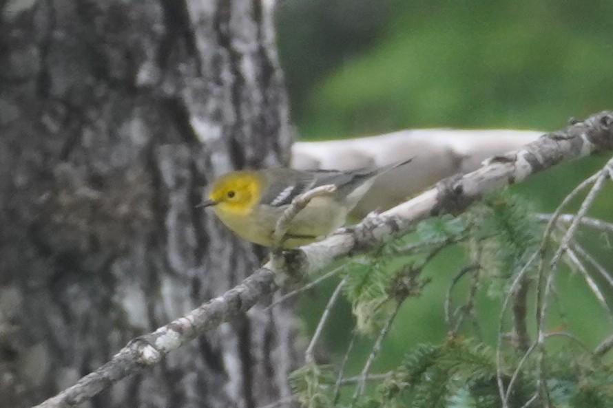 Hermit Warbler - ML613566125