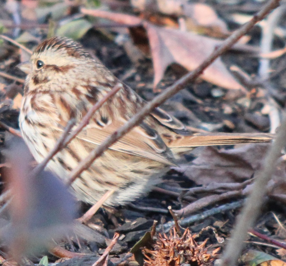 Song Sparrow (melodia/atlantica) - ML613566225