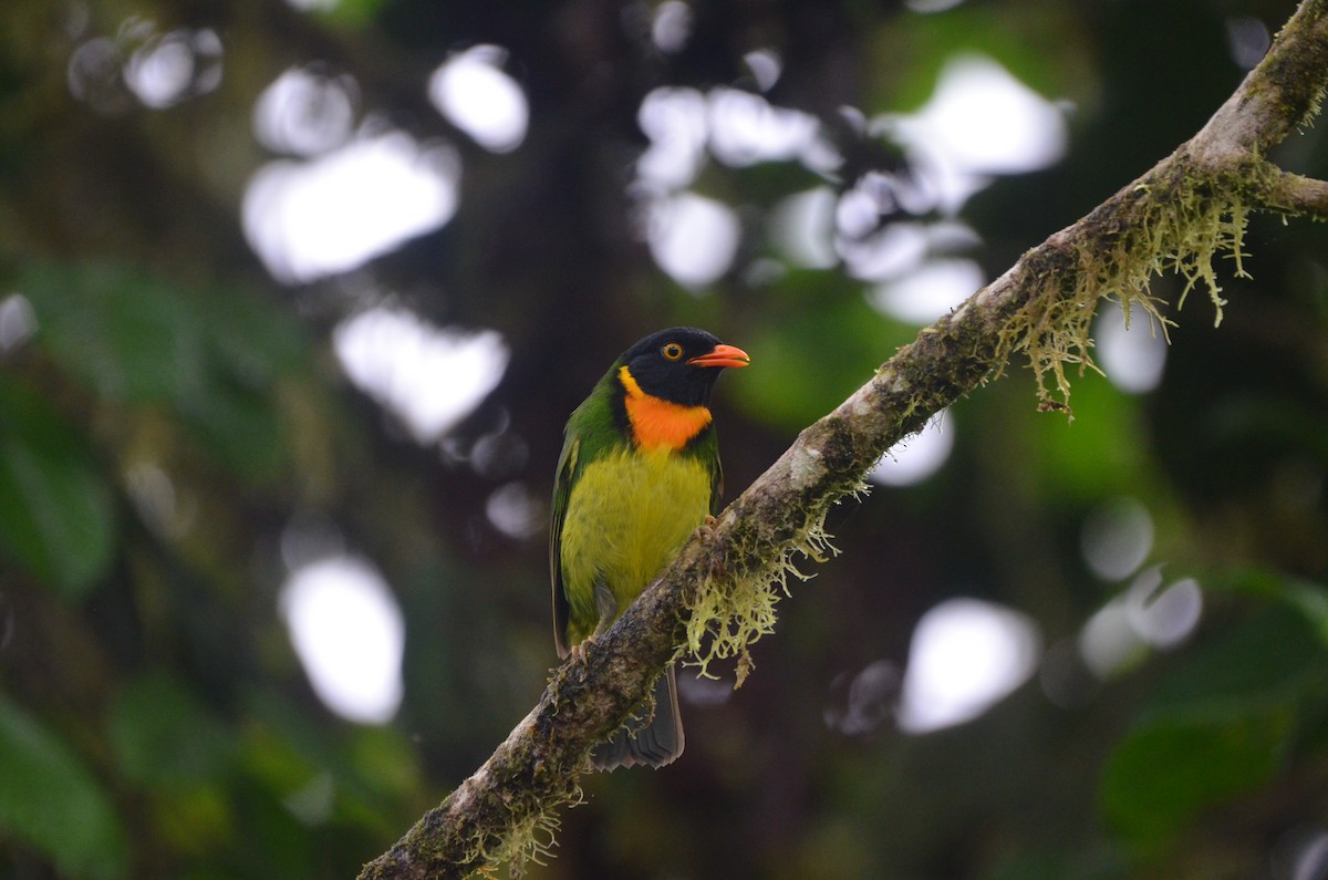 Cotinga jucunda - ML613566228