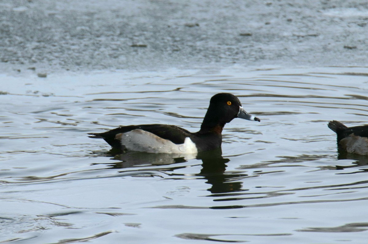 Ring-necked Duck - Tom Colin