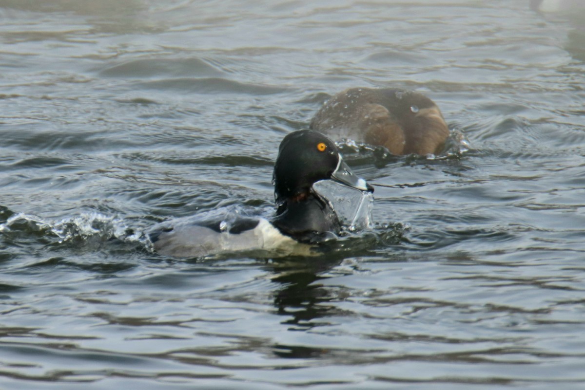 Ring-necked Duck - ML613566240